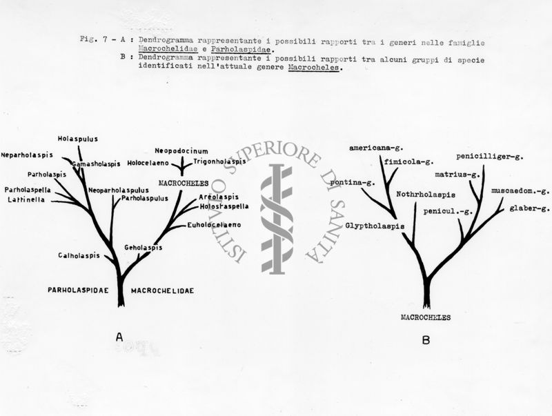 Acari predatori di mosche