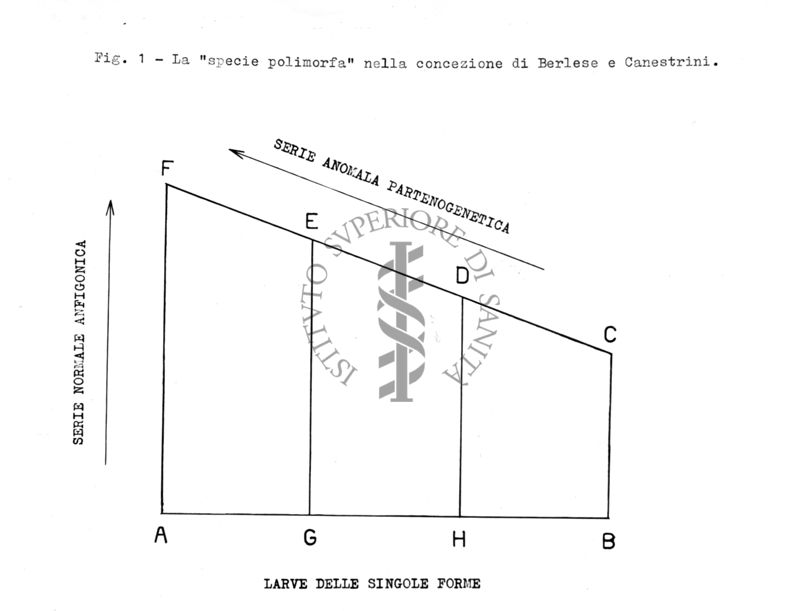 Acari predatori di mosche