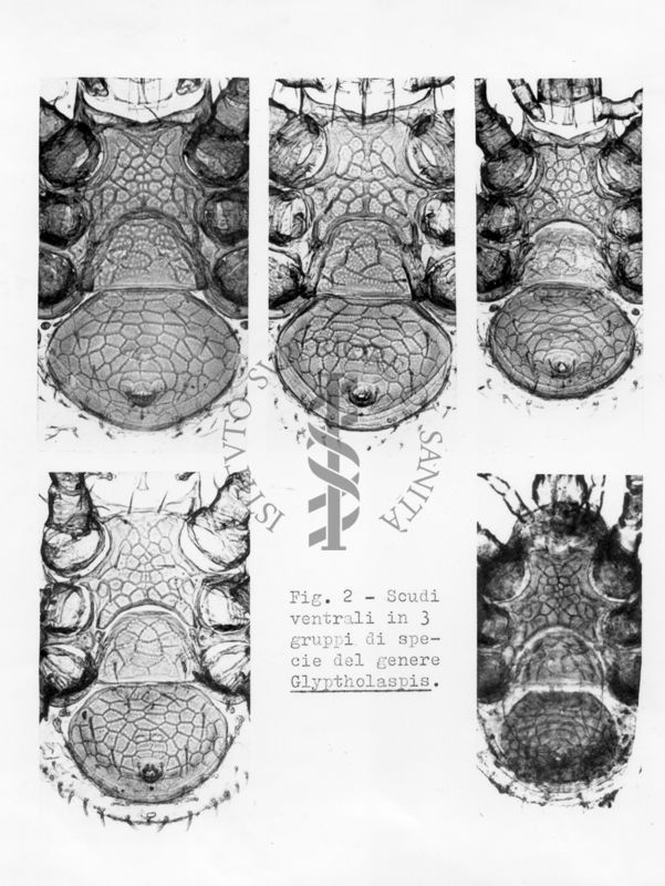 Acari predatori di mosche