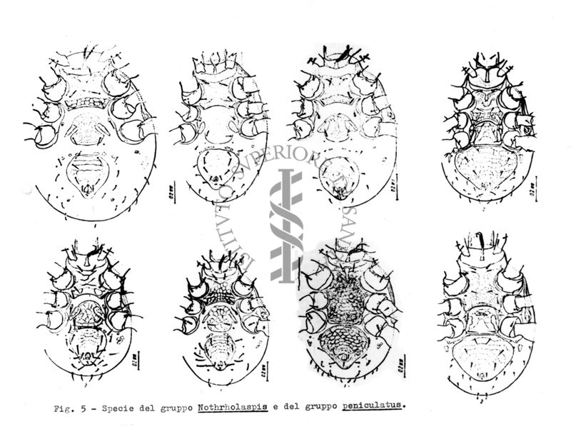 Acari predatori di mosche