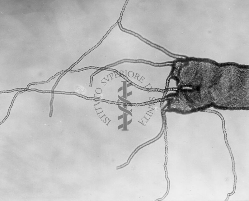 Organi respiratori di una linfa di Simulide