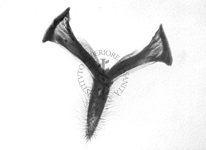 Gonostero di fronte in un Simulide (Diptera)