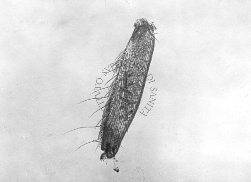 Basitarso 3° in un Simulide (Diptera)