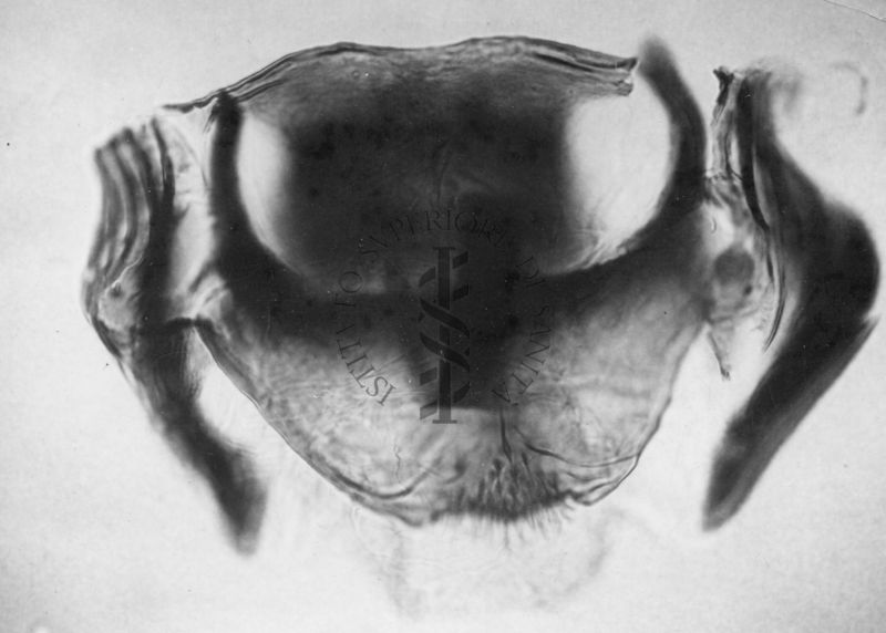 Dettagli morfologici di una nuova specie di Simulidi ovvero piccoli insetti simili a moscerini