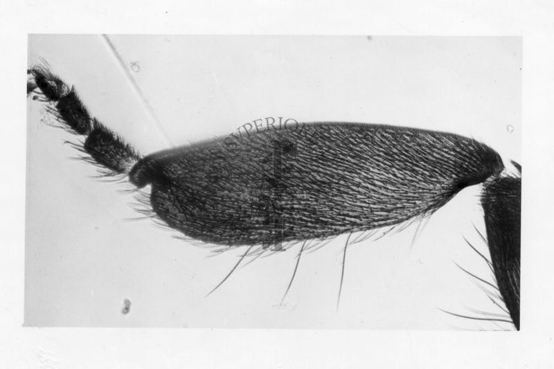 Dettagli morfologici di una nuova specie di Simulidi ovvero piccoli insetti simili a moscerini