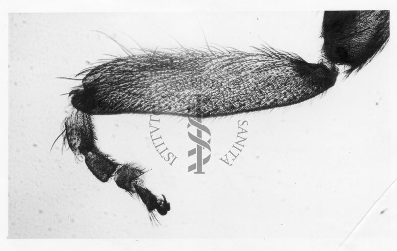 Dettagli morfologici di una nuova specie di Simulidi ovvero piccoli insetti simili a moscerini