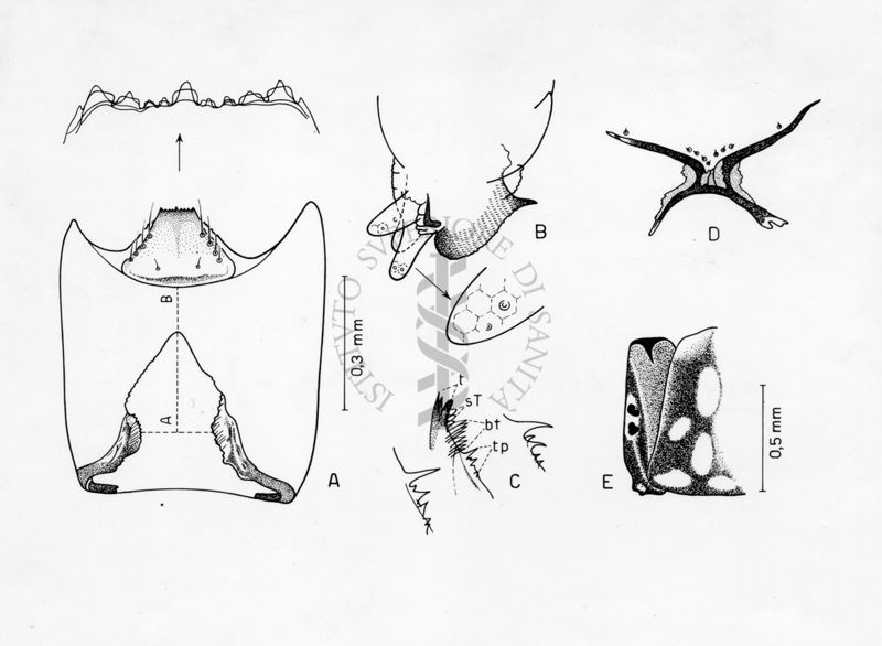 Immagini dei dettagli morfologici di una larva di un nuovo Simulide