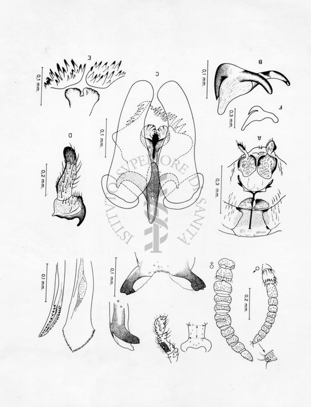 Disegno dei dettagli del capo e dei genitali esterni in un nuovo Simulide adulto (maschio o femmina)