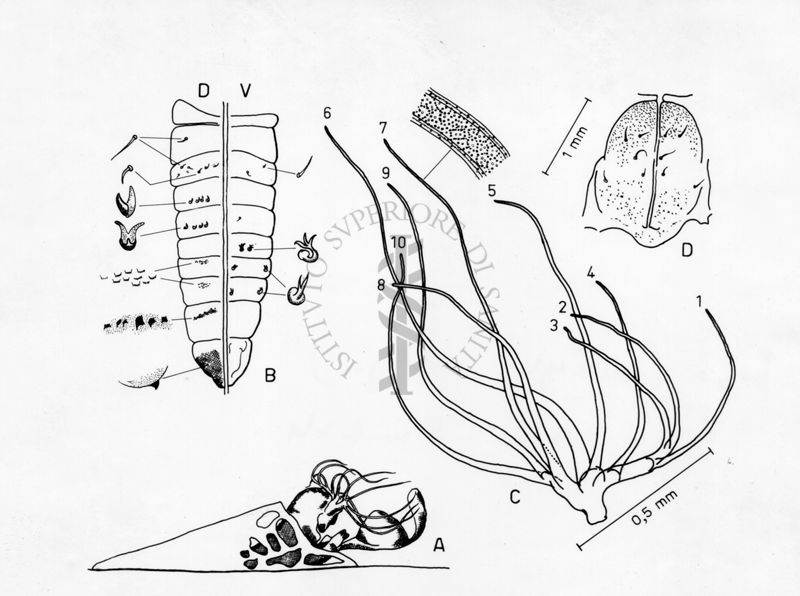 Disegno di Pupa: dettagli morfologici di un nuovo Simulide