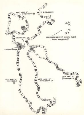 Cromosomi delle cellule di Drosofila e varie tipologie di mutazioni