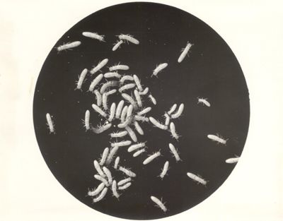 Biologia delle termiti