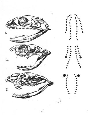 1 - Testa di colubride non velenoso e relativa impronta dei denti. 2 - ID velenoso e relativa impronta dei denti. 3 - Testa di viperide velenoso e impronta dei denti.