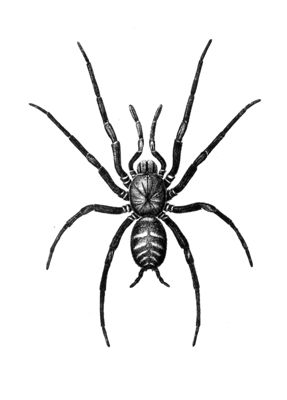 Trechona venosa (ragno velenoso)