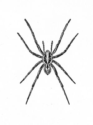 Lycosa raptoria (ragno velenoso)