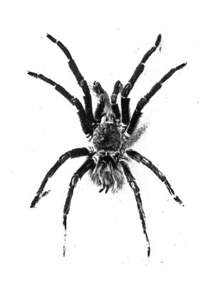 Lasiodora curtior (ragno velenoso)