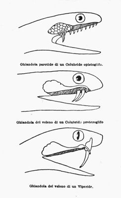 Figure schematiche di ghiandole di serpenti velenosi