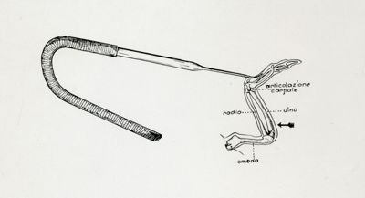 Schema di inoculazione all'articolazione omero-radiali all'ala di un canarino