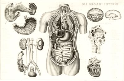 Gli organi interni