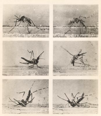 Le varie fasi di una zanzara colpita da D.D.T. che lotta per 45 minuti prima di morire
