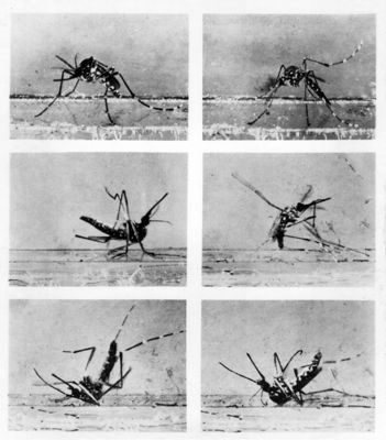 Le varie fasi di una zanzara colpita da D.D.T. che lotta per 45 minuti prima di morire