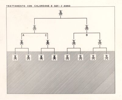 Trattamento con D.D.T. delle razze di mosche sensibili