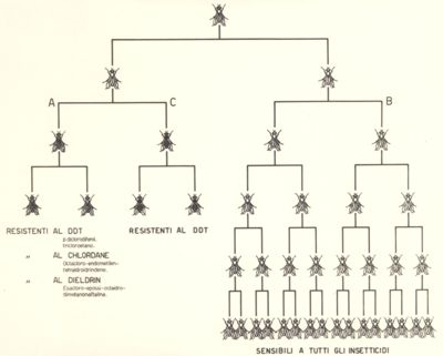 Diagrammi riguardanti la resistenza delle mosche ai vari insetticidi