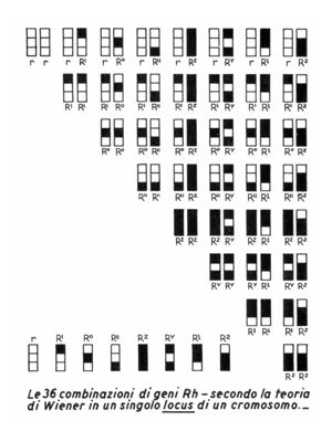 Le 36 combinazioni di geni R H - secondo la teoria di Wiener in un singolo locus di un cromosono