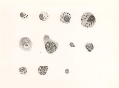 Plasmodium (Haemoproteus auct.) oryzivorae