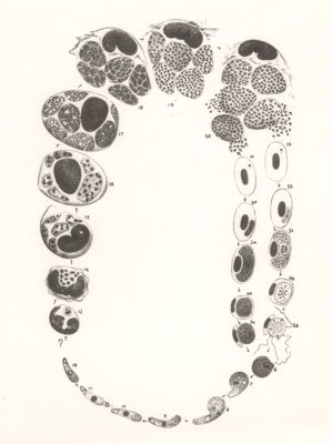 Haemoproteus columbae
