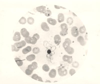 Ciclo sessuale nello stomaco dell'Anopheles