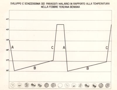 Sviluppo e schizogonia dei parassiti in rapporto alla temperatura, nella febbre terzana benigna