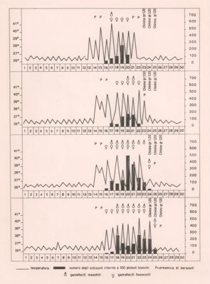 Diagramma riguardante la temperatura-numero degli schizonti riferito a 100 globuli bianchi, ecc.