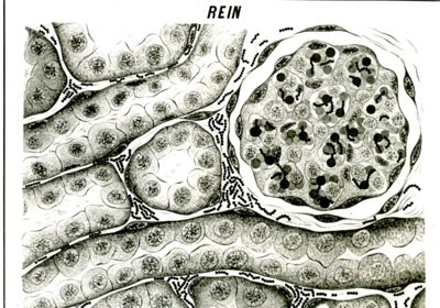Streptococco in rene