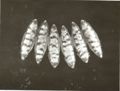 Uova di anofele Maculipennis Labranchiae. Prelevate a Isoletta del Liri.