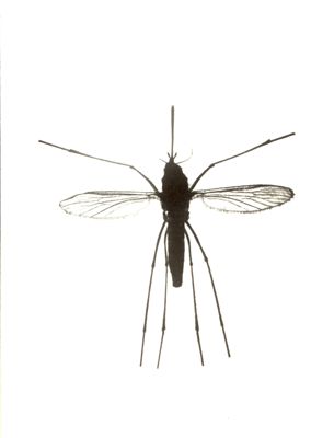 Culex Pipiens femmina