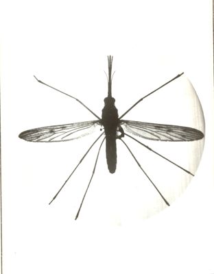 Anopheles Maculipennis femmina