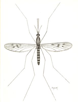 Anopheles maculipennis
