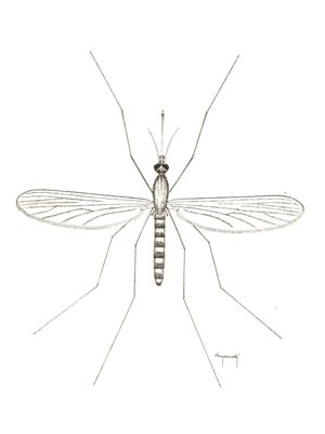 Culex pipiens