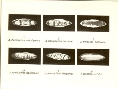 Uova delle 6 varietà di Anopheles Maculipennis