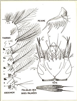 A. Stephensi (larva)