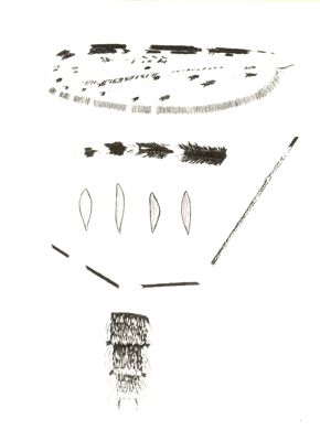 Dettagli di Anopheles Pharoensis