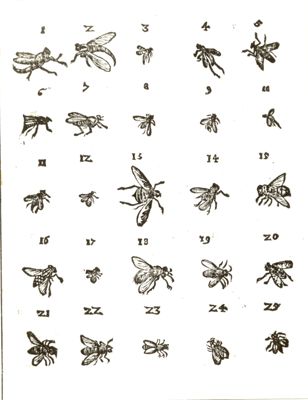 Tavole d'insetti