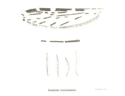 Particolari di Anopheles Transvaalensis
