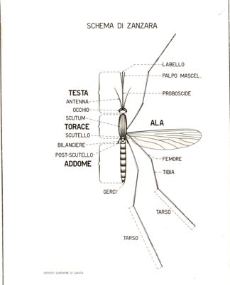 Schema di una zanzara
