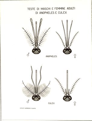 Teste di maschi e femmine adulti di Anopheles e Culex.