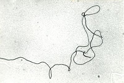 Preparato microscopico di bacillo bulgarico