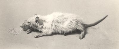 Ratto normale e in carenza di acido pantotenico