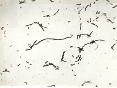 Alterazioni morfologiche da penicillina - germe di Pasteur e Thuillier