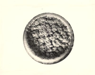 Crescita in superficie di un mycobacterium