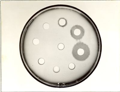 Micro dosaggio di Penicillium